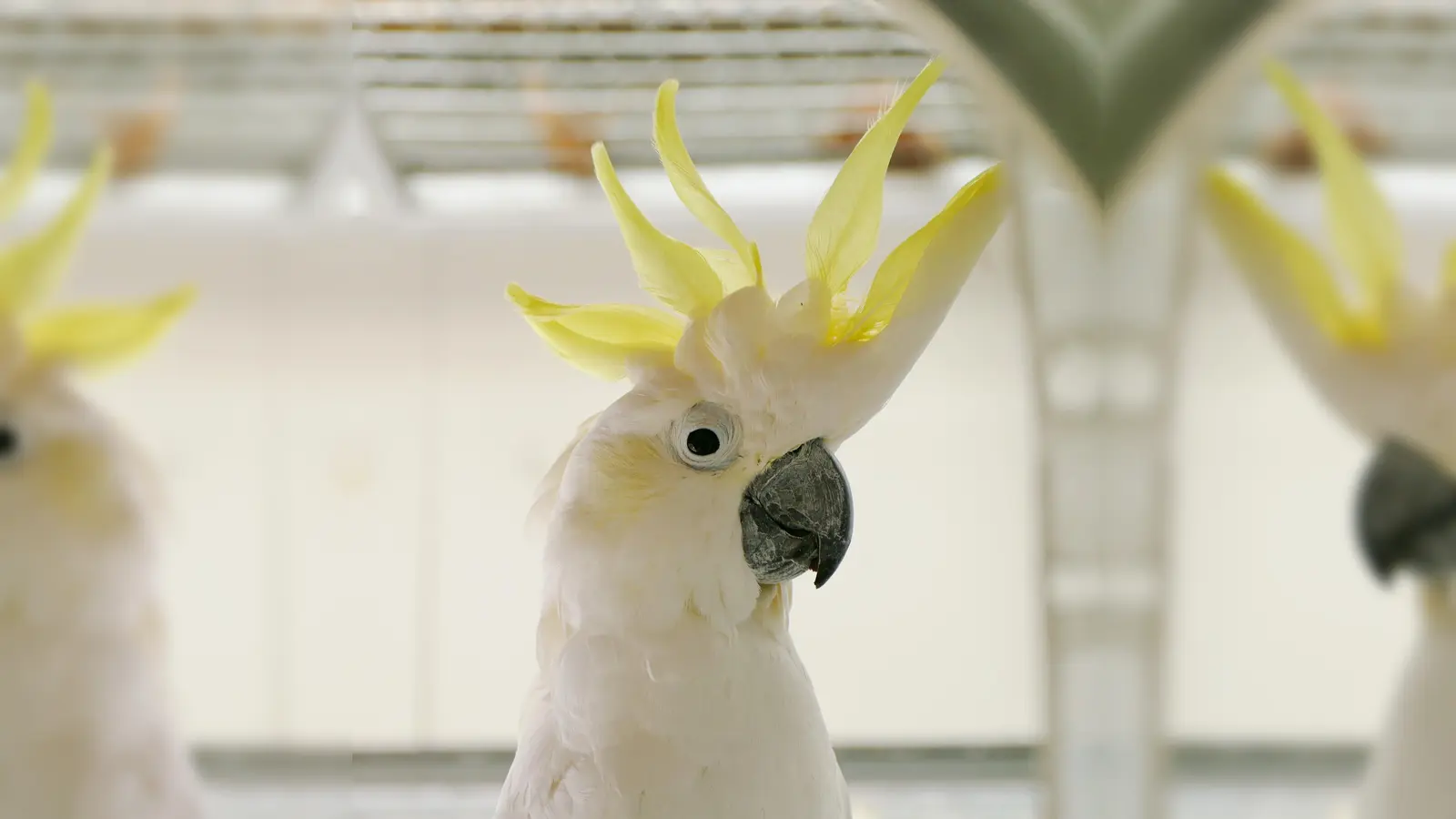 Wird Kakadu Udo Müller noch die Menschen und die Liebe seines Lebens finden? (Foto: Tierschutzverein München)