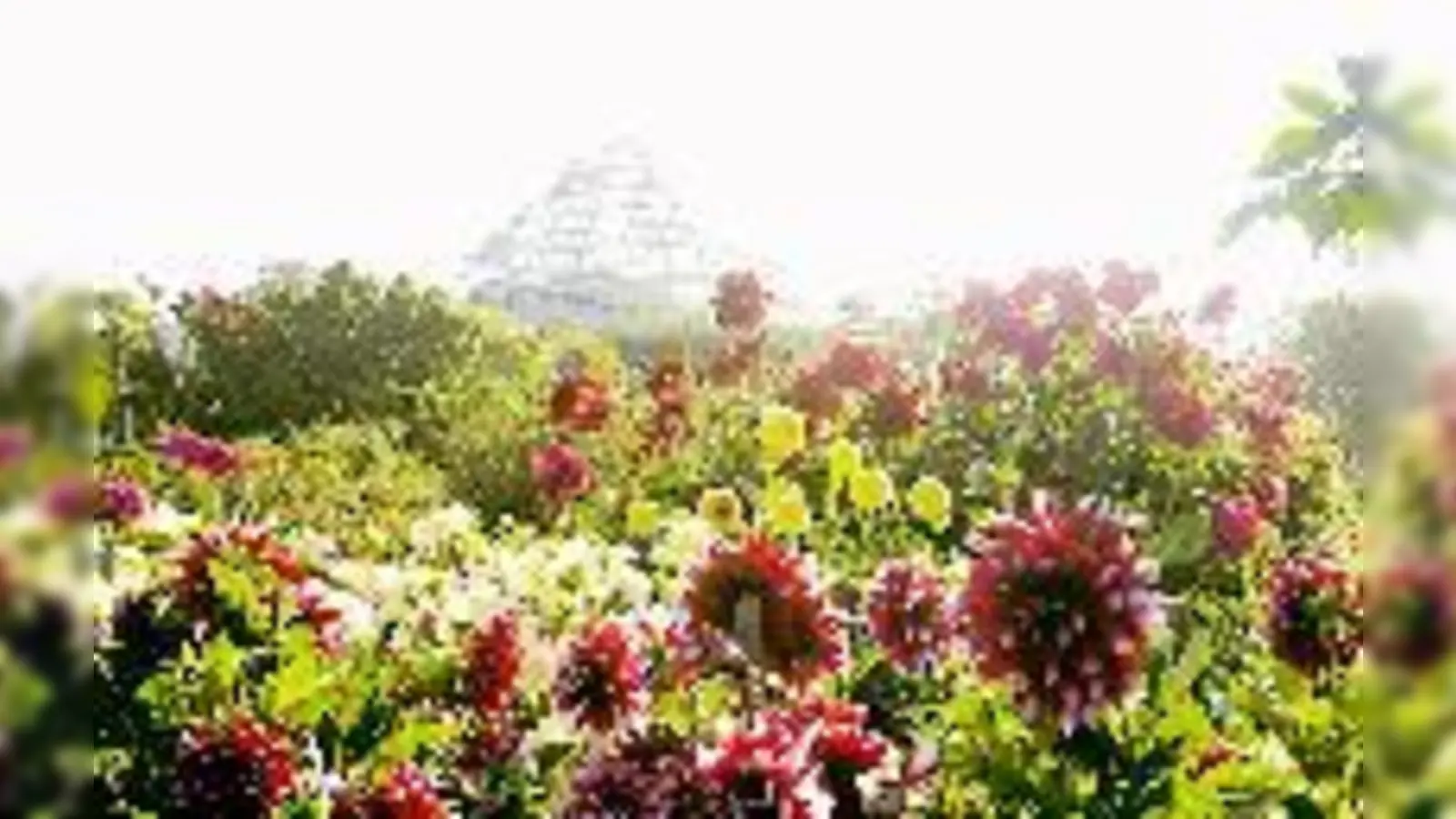 Dahlienpracht im Botanischen Garten.	 (Foto: F. Höck)