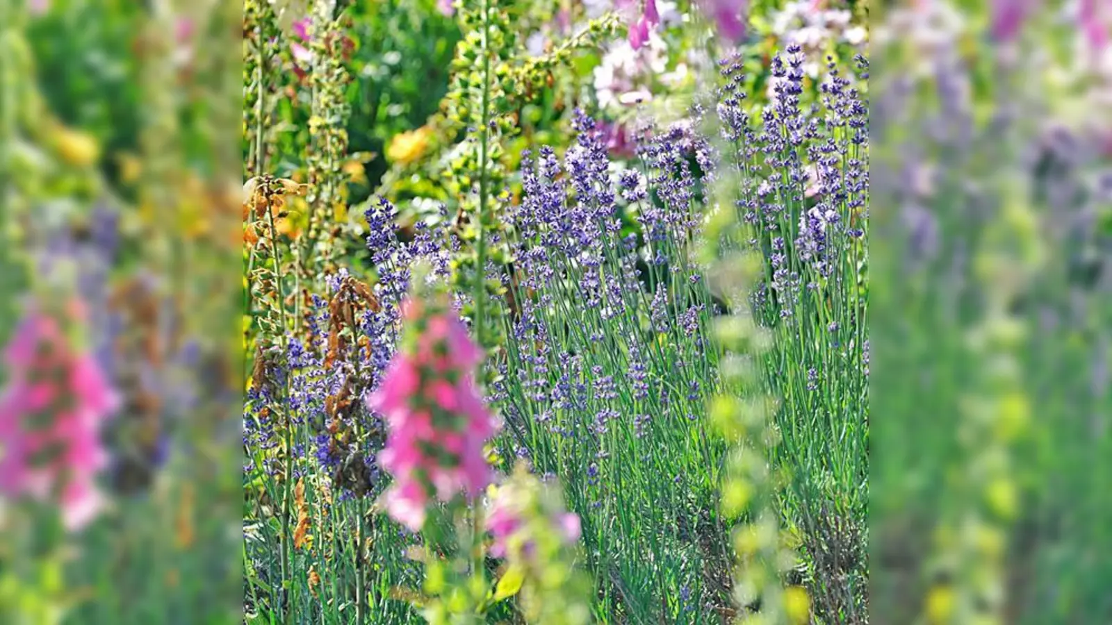 Lavendel vertreibt Motten. Er würzt aber auch Reis oder Süßspeisen.	 (Foto: VA)