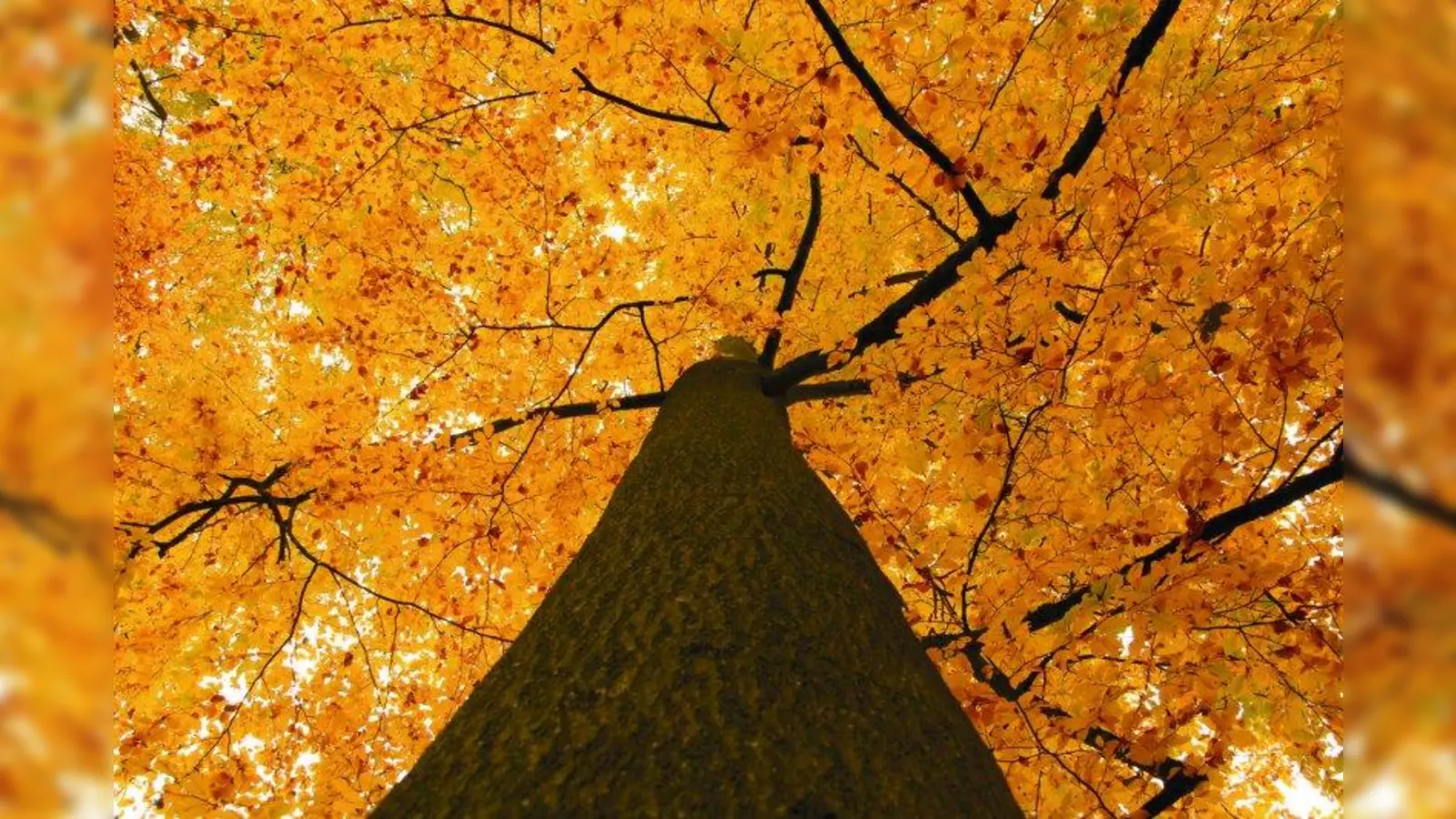 Im Herbst „entfärben” sich grüne Blätter - deswegen wird aus Grün Rot, Orange und Gelb. (Foto: Verband)