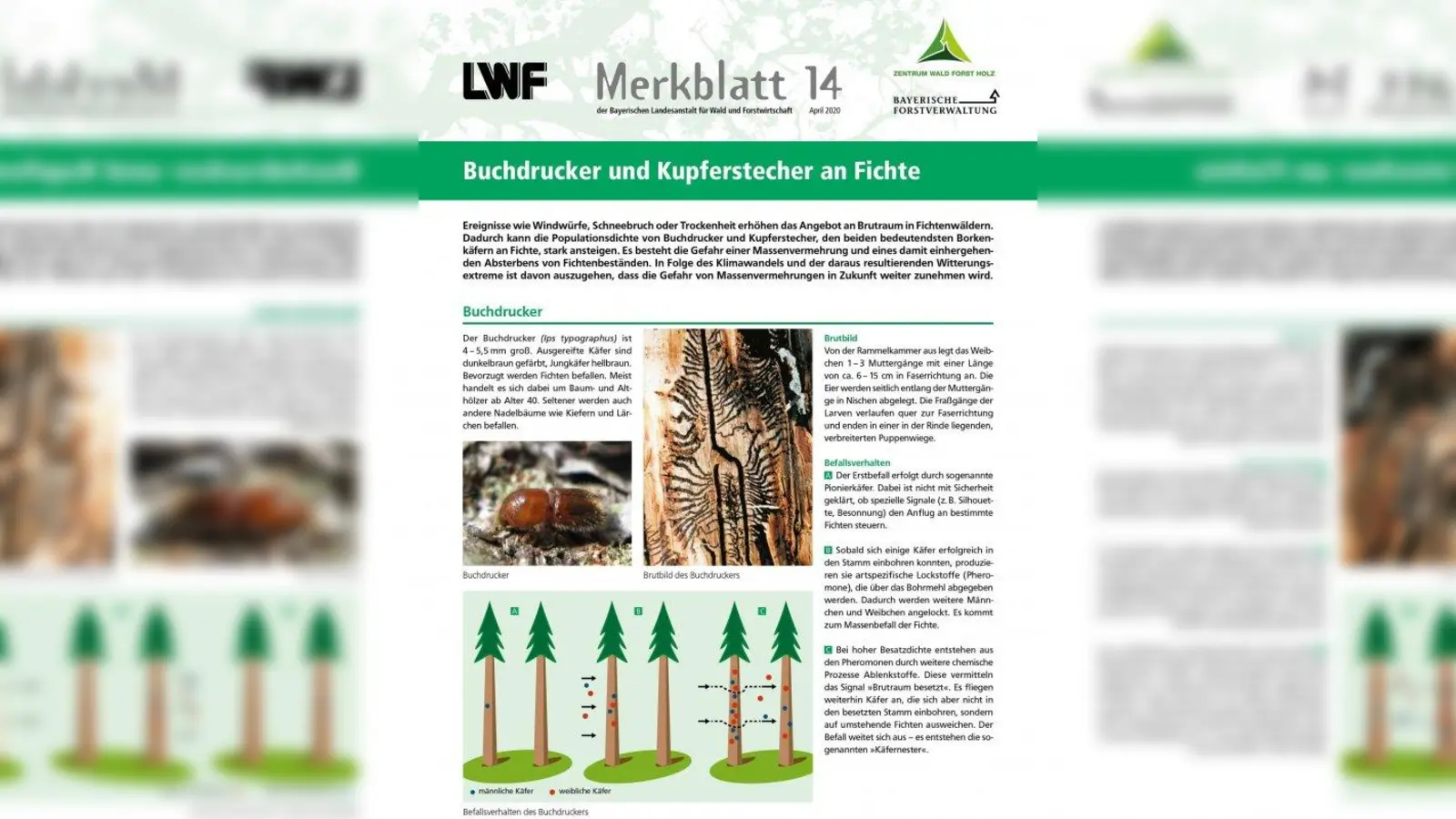 Buchdrucker und Kupferstecher heißen die beiden bei uns am stärksten vertretenen Borkenkäferarten. Die LWF hat in ihrem aktuellen Merkblatt praxisnahe Informationen zusammengestellt. (Foto: LWF)