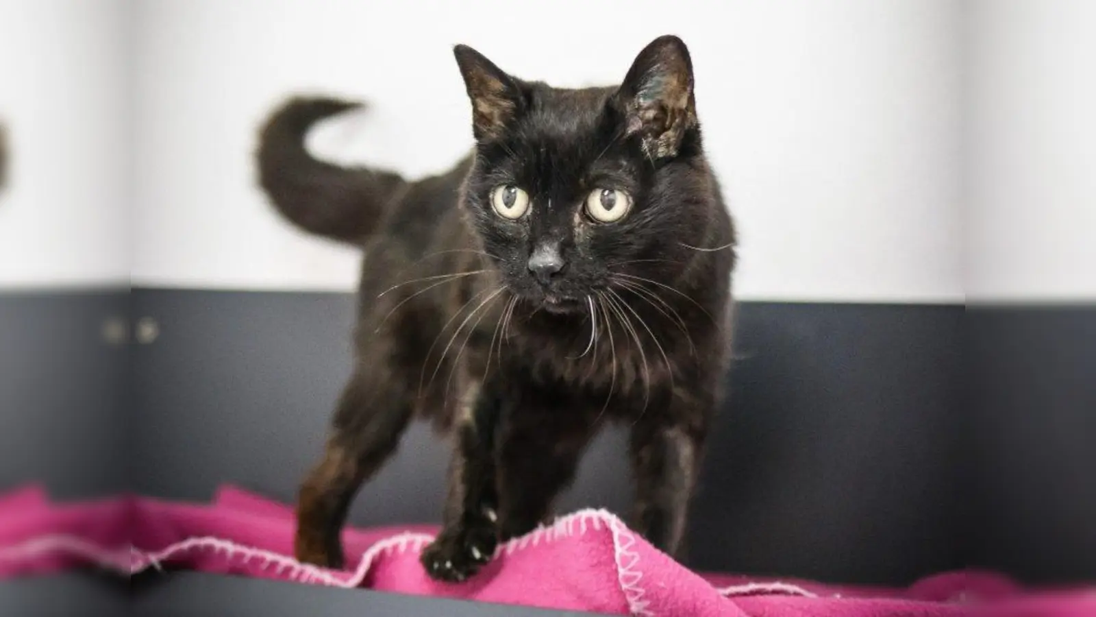 Sie ist ein zutrauliches und sehr verschmustes Schätzchen: die Katzendame Christl. Aufgrund ihres hohen Alters will sie aber niemand haben. (Foto: Tierheim München)