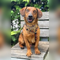 Junghund Turbo. (Foto: Tierheim Riem)