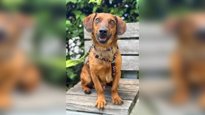 Junghund Turbo. (Foto: Tierheim Riem)