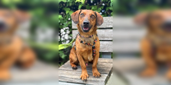 Junghund Turbo. (Foto: Tierheim Riem)