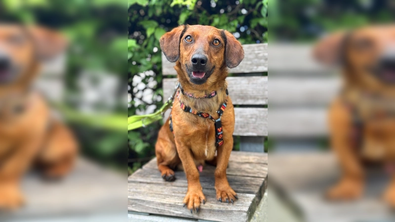 Junghund Turbo. (Foto: Tierheim Riem)