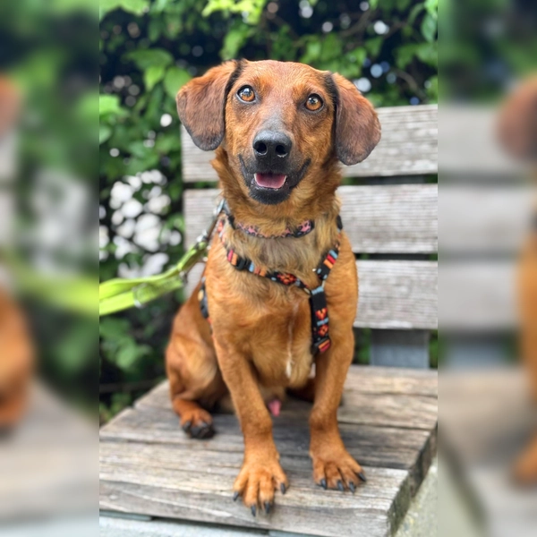 Junghund Turbo. (Foto: Tierheim Riem)