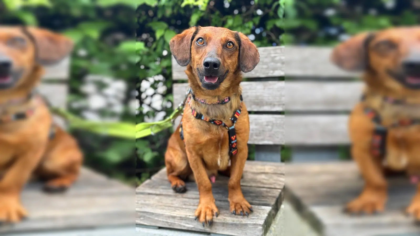 Junghund Turbo. (Foto: Tierheim Riem)