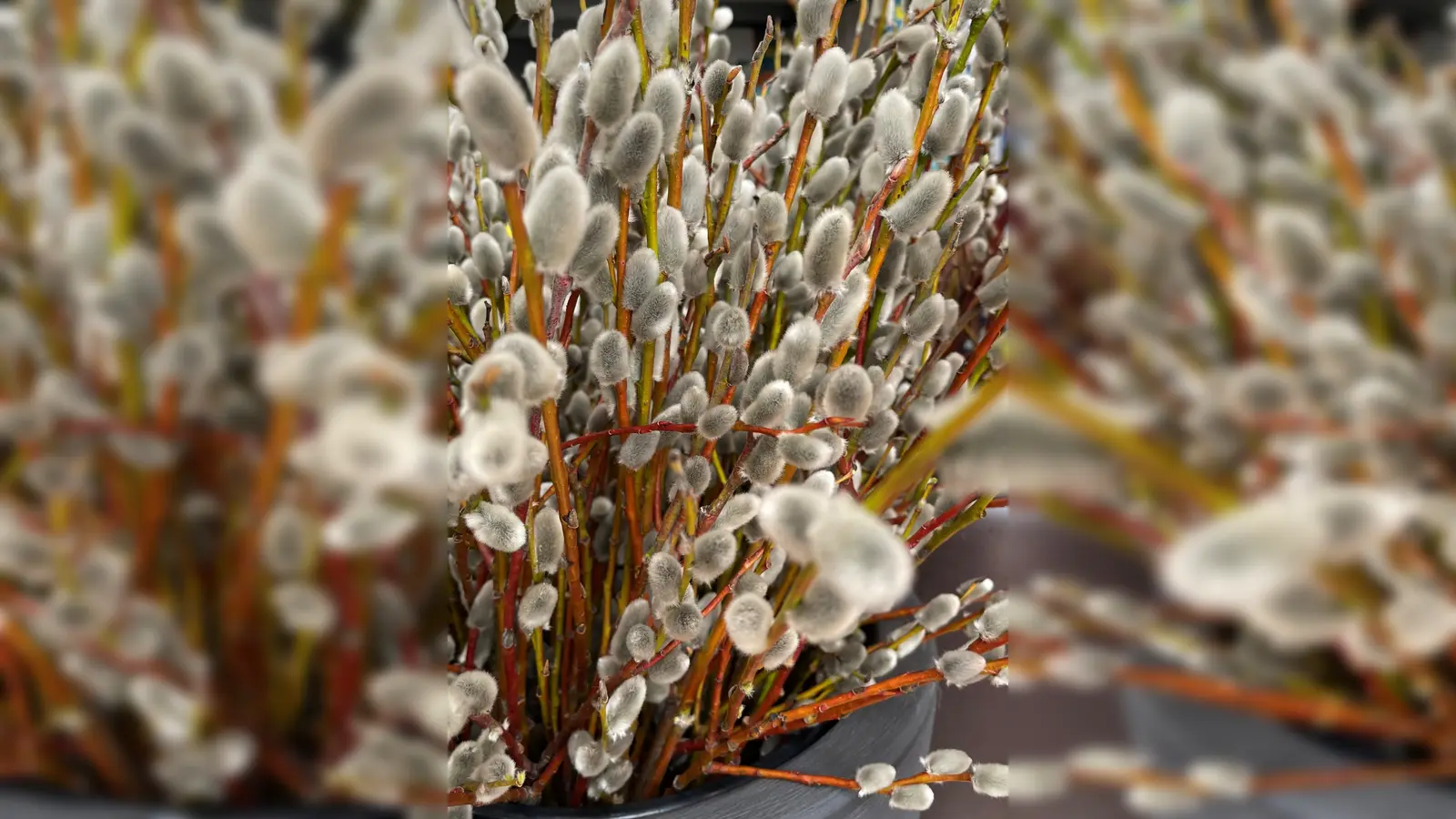 Gebundene Palmbuschen kann man ab dem 1. April in St. Otto kaufen.  (Foto: hw)