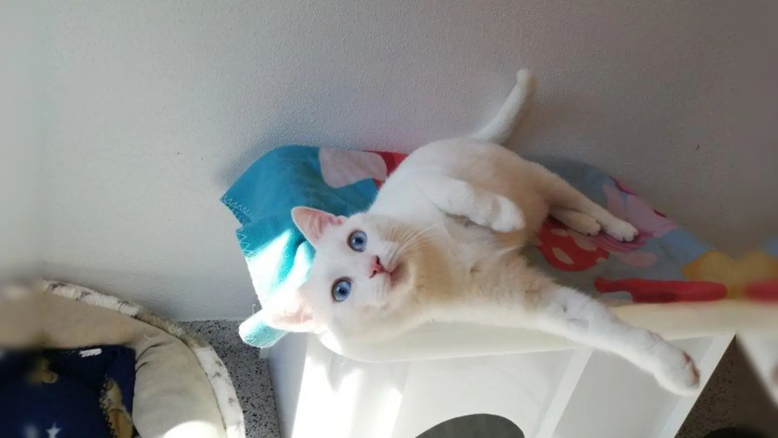 Felix (Foto: Tierheim München)