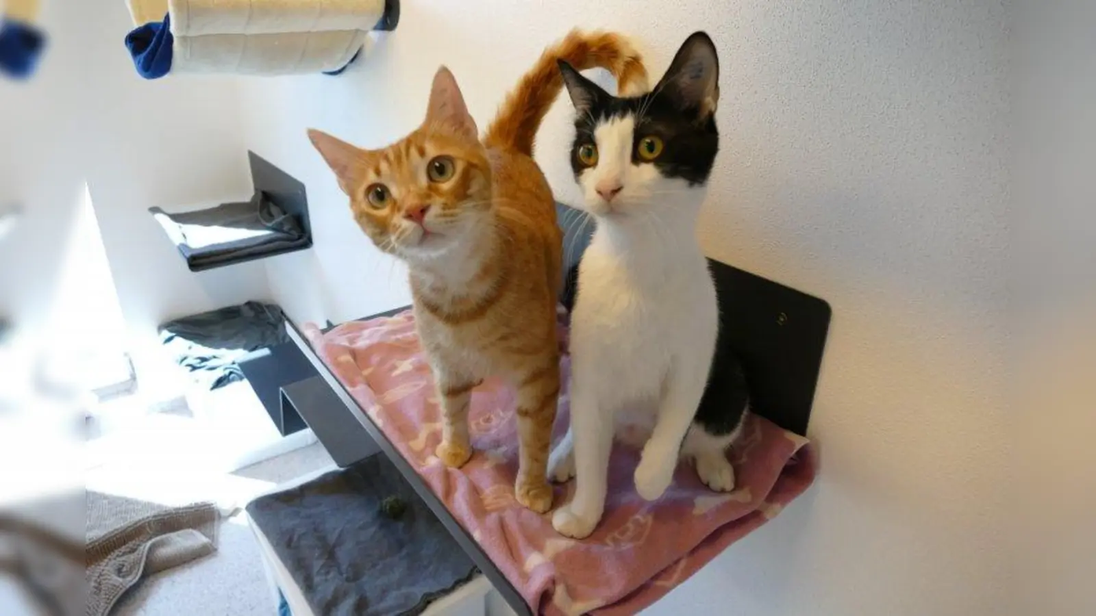 Katerpaar Eddy und Sheriff (Foto: Tierheim München)
