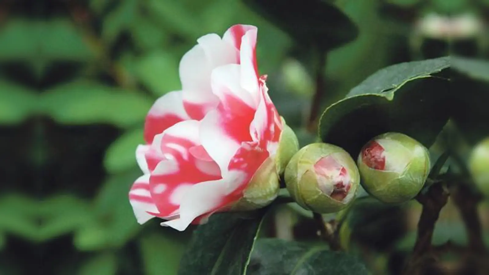 Kamelien sind beliebte Zierpflanzen, die ebenso wie die Azaleen ihre Blüten im Winter zeigen. 	 (Foto: VA)