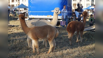 Extrem hoher Niedlichkeitsfaktor: Die Alpakas mit ihrem plüschigen Fell und den großen Augen hat Landwirt Georg Angermair aus Obermenzing mitgebracht. (Foto: pst)