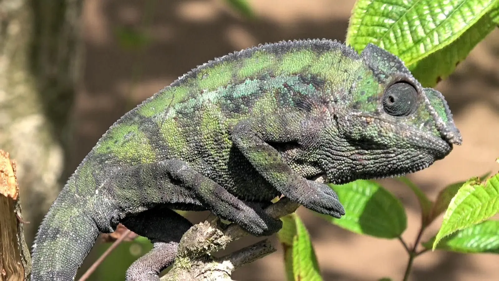 Auch das Pantherchamäleon ist in Madagaskar zu Hause. Mit der Filmreihe kann man den Inselstaat in allen seinen Facetten und ganz nah erleben.  (Foto: Dieter von Essen)