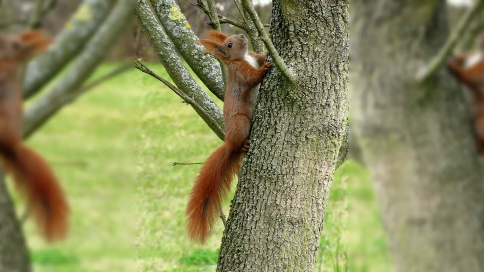 Eichhörnchen wiegen 200 bis 400 Gramm und haben eine Kopf-Rumpf-Länge von 20 bis 25 Zentimetern. (Foto: Rolf Handke/pixelio.de)