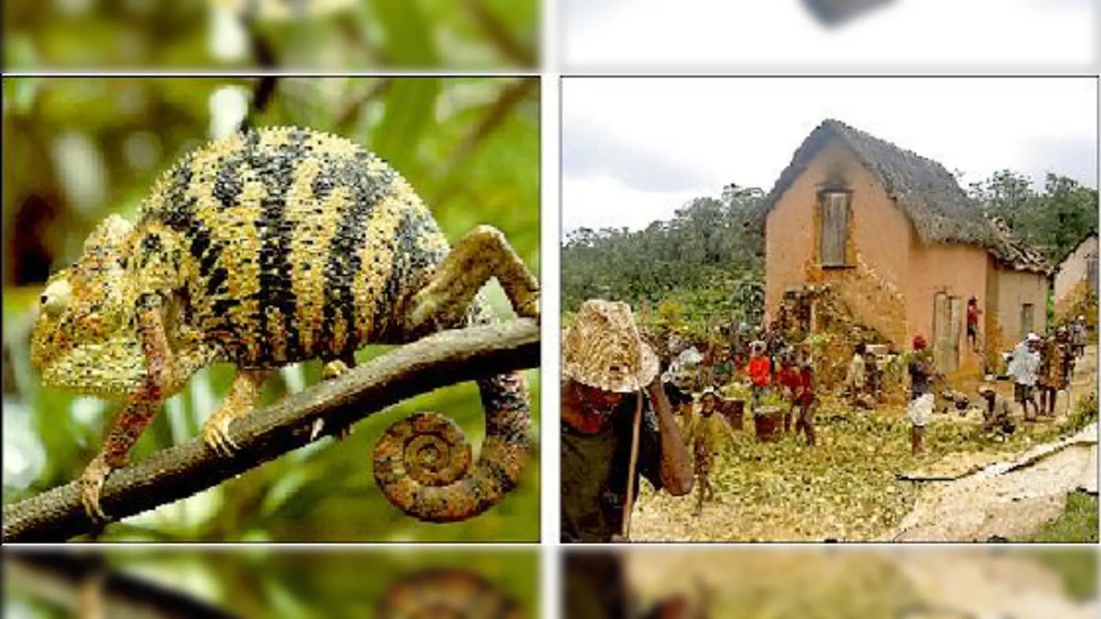 Das Naturparadies hat eine einmalige Tierwelt, darunter auch das Chamäleon. Die meisten Bewohner sind jung, wie auf diesem Reisbauernhof.	 (Foto: VA)