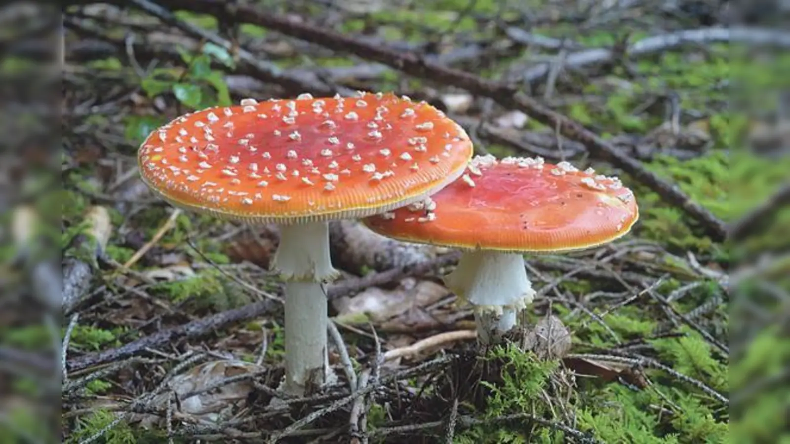 In der Ausstellung werden mehrere hunderte Pilzarten gezeigt.	 (Foto: Franz Höck)