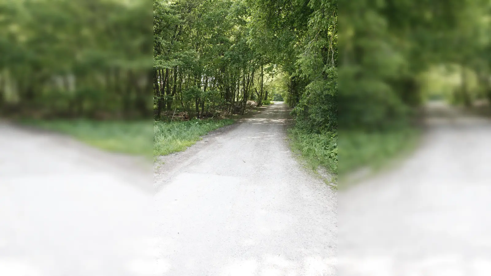 Der Schlagweg ist bis hier zum Waldrand asphaltiert. Unter den Bäumen führt er als Schotterweg weiter. (Foto: job)