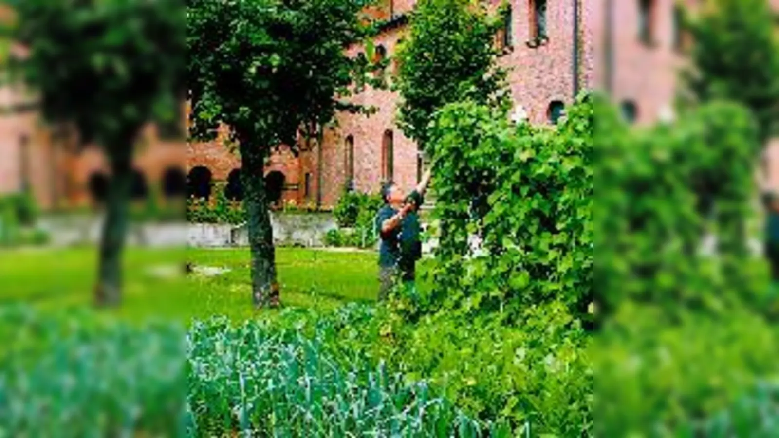 Herr Karacic erntet Bohnen im Klostergarten.  (Foto: ms)