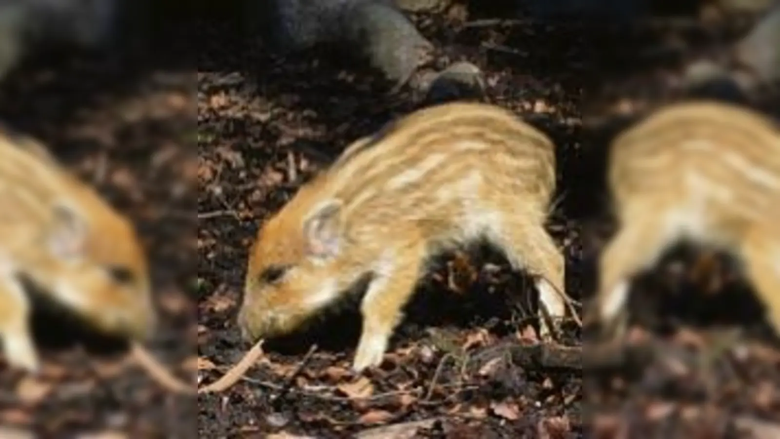 Im BergTierPark gibt es an Fronleichnam viel zu sehen: Falkner-Show und viele Jungtiere.	  (Fotos: VA)
