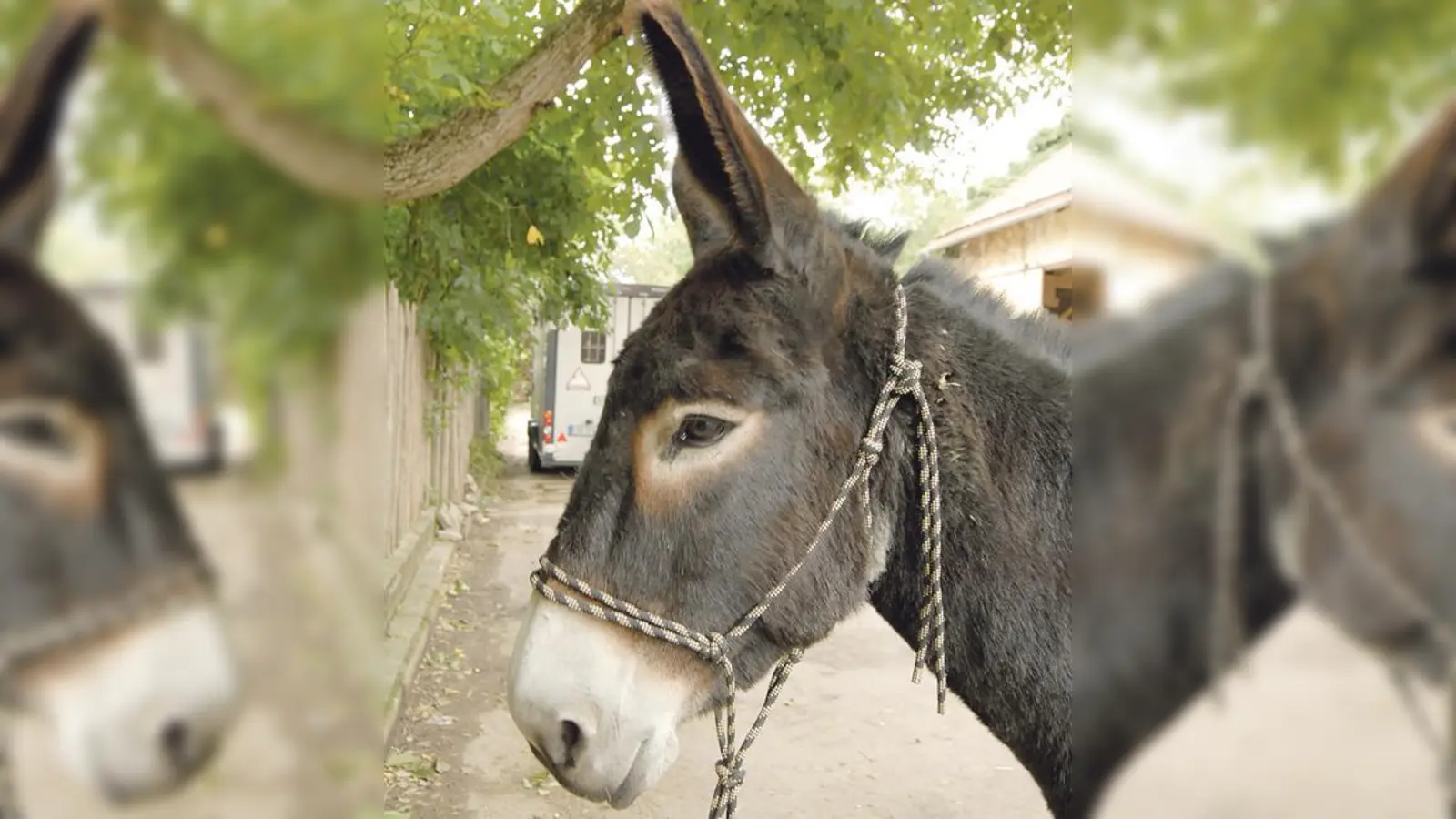 Auch die Eselin Rhia feiert die Palmweihe mit.	 (Foto: VA)