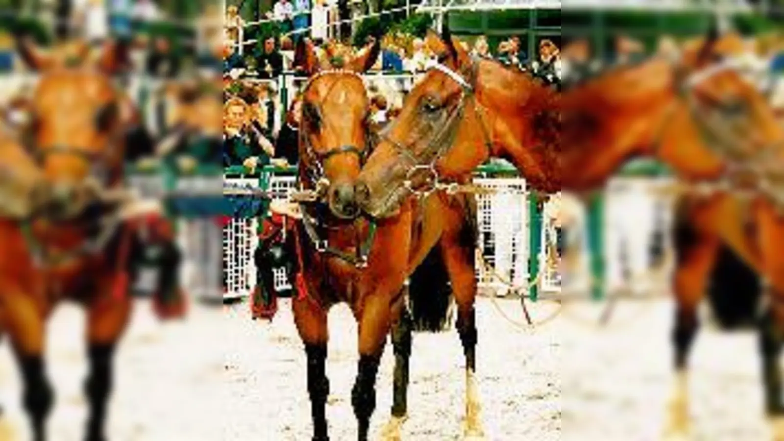 Vorführen im Auktionsring.	 (Foto: Privat)