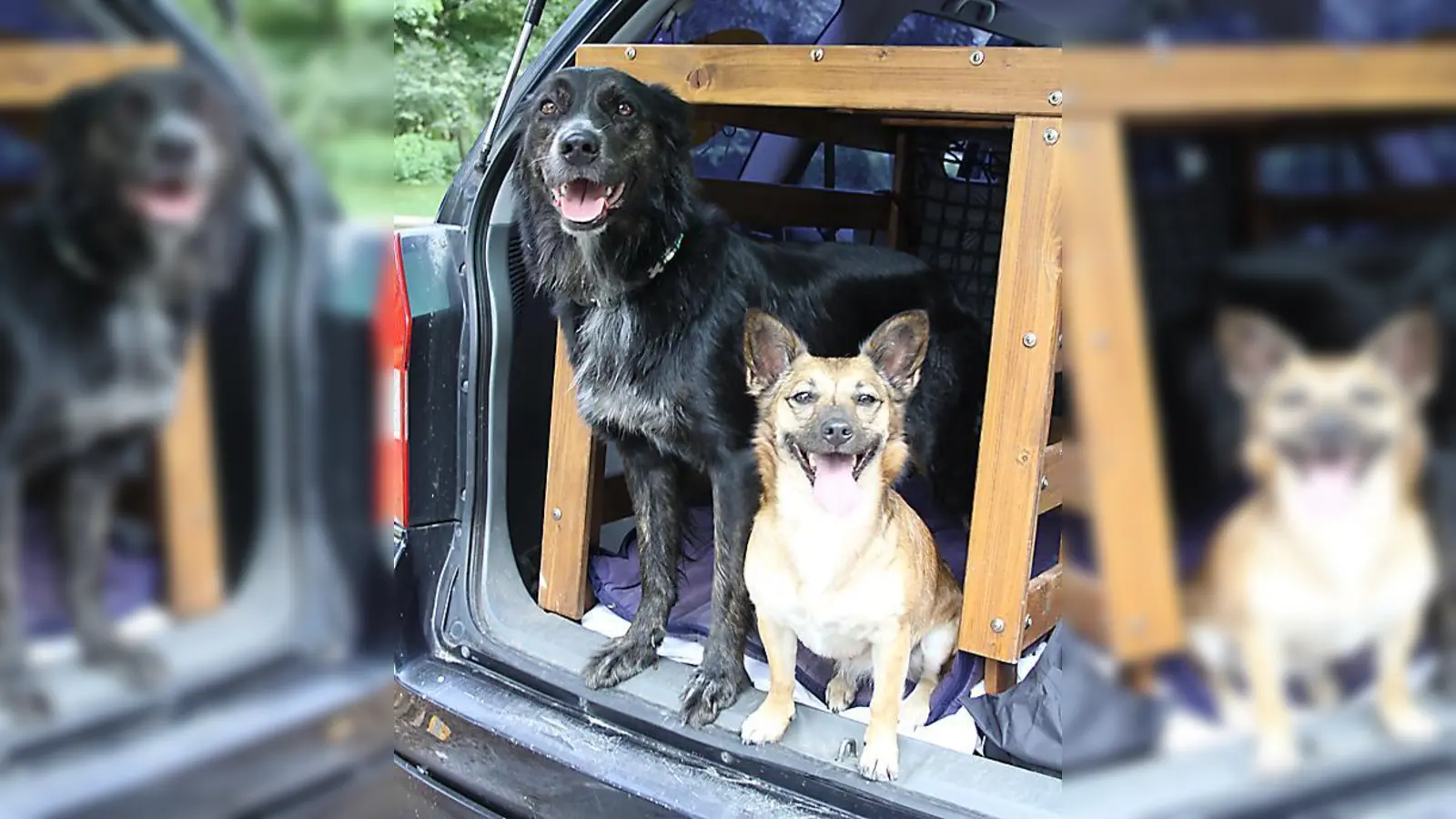 Die Transportbox schützt Paula (l.) und Lotte bei Verkehrsunfällen, aber nicht vor Hitze. Dann sind die beiden besser zuhause aufgehoben statt im Auto.  (Foto: ko)