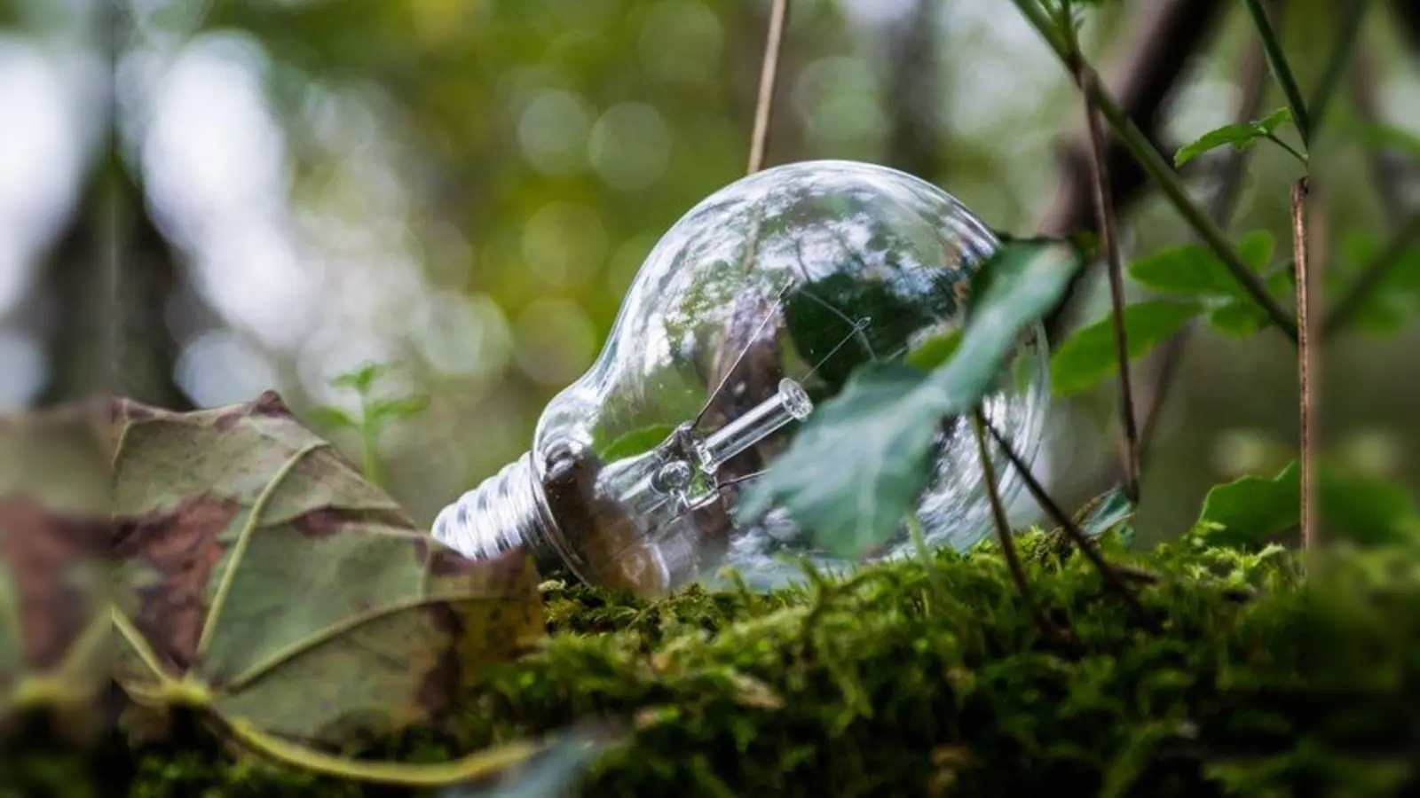 Schließen sich Natur und Technik aus oder können sie sich auch harmonisch ergänzen? (Foto: Fotofreunde Westkreuz)