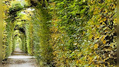 Auch die schönste Hecke braucht einen Schnitt. Größere Maßnahmen sollten noch vor dem 1. März durchgeführt werden, um die brütende Vogelwelt zu schützen. (Foto: hw)