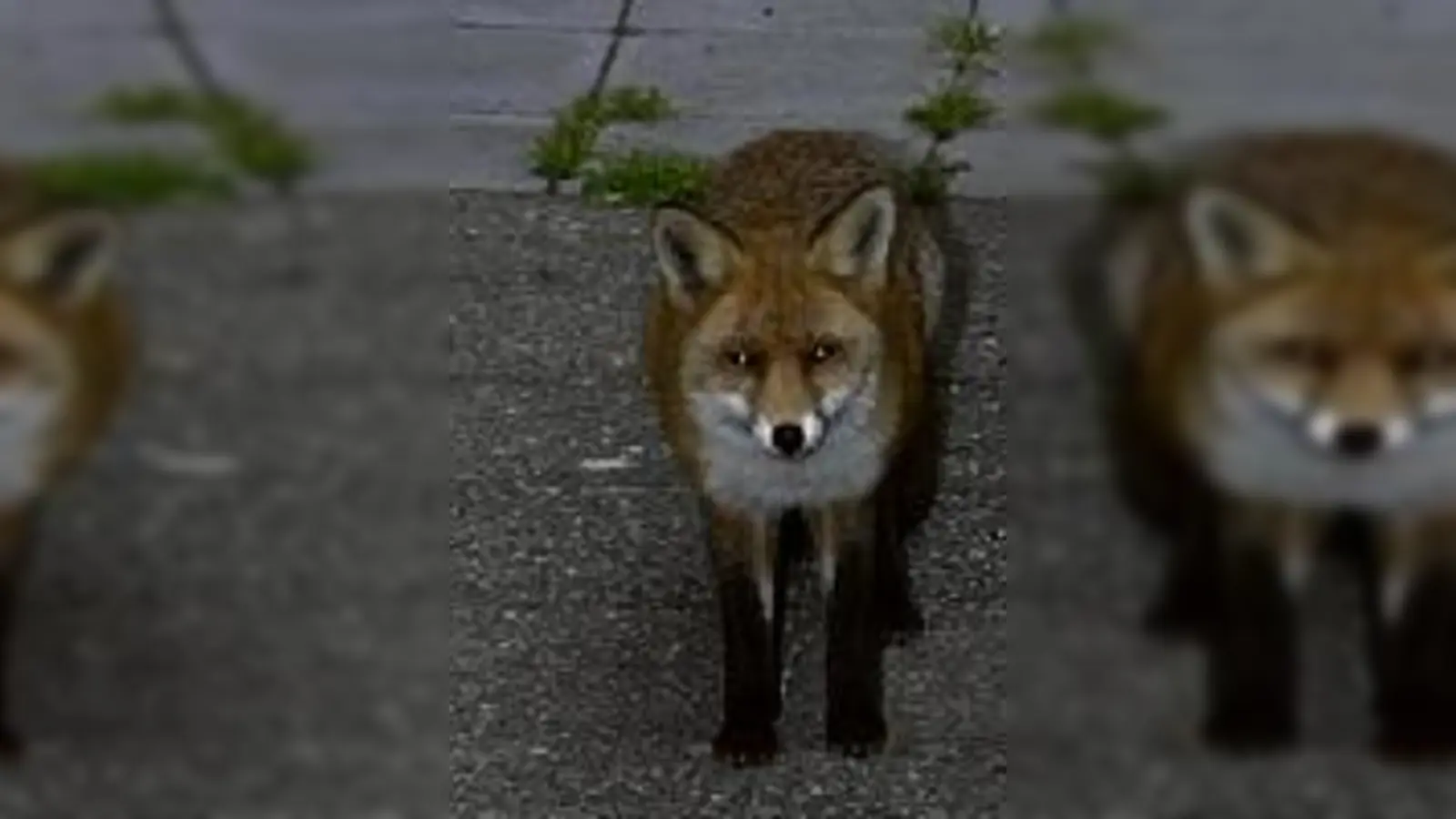 Aug in Aug mit der Feuerwehr: der Fuchs am Ministerium.	  (Foto: Feuerwehr)