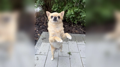 Der Chihuahua Gollum muss das komplette Hunde-Einmaleins noch lernen. (Foto: Tierheim Riem)