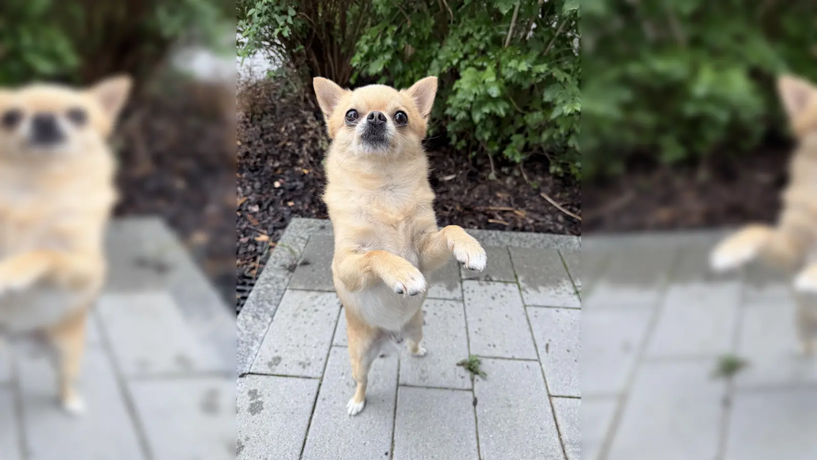 Der Chihuahua Gollum muss das komplette Hunde-Einmaleins noch lernen. (Foto: Tierheim Riem)