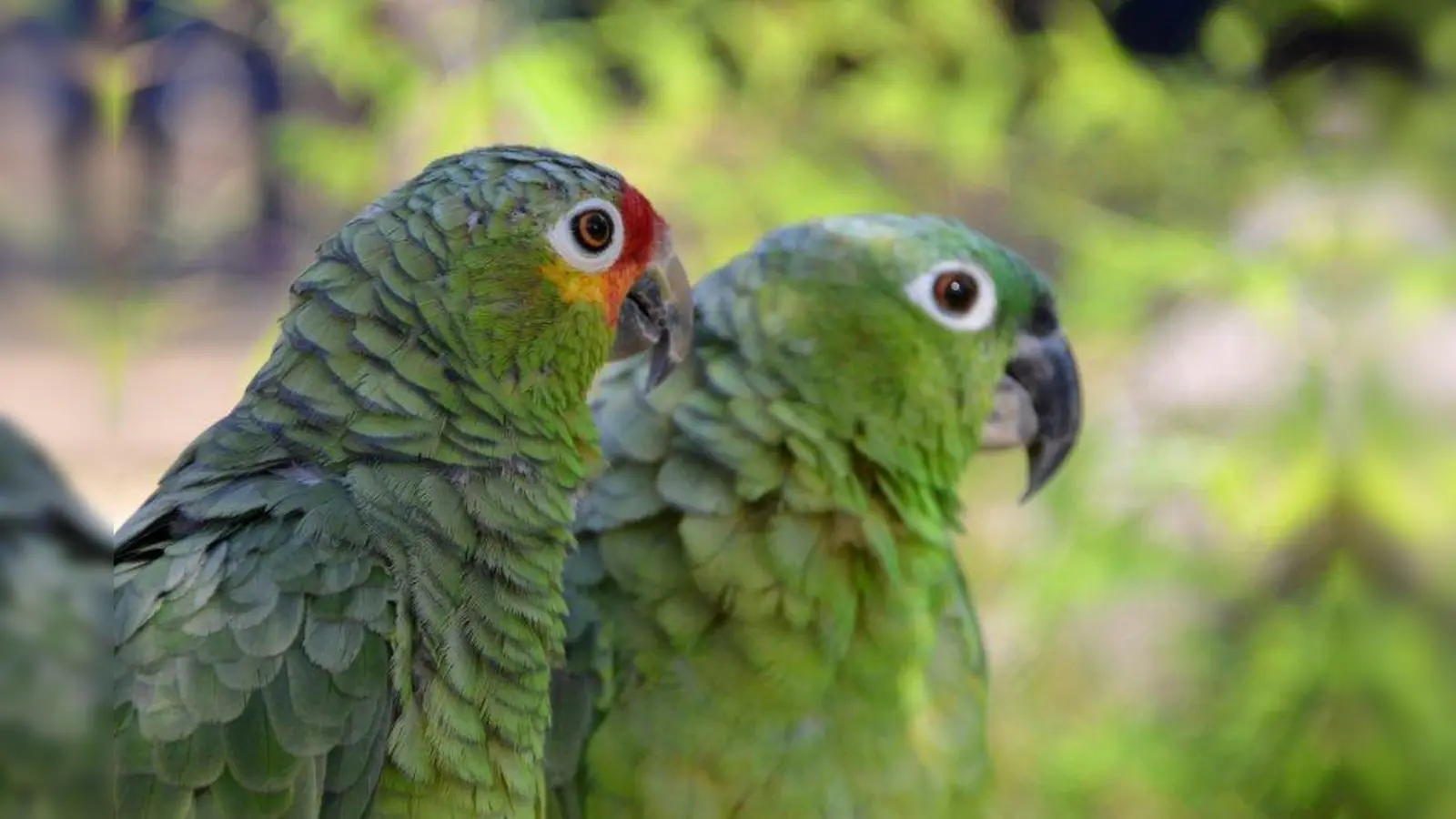 Amazonen sind intelligente und neugierige Tiere, die in Gefangenschaft neben mindestens einem Artgenossen auch menschliche Zuwendung benötigen. (Foto: Hans-Christian Hein/pixelio.de)