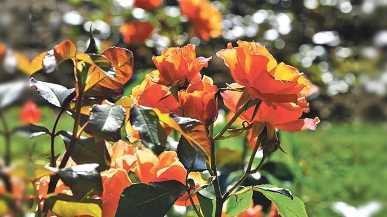 Aprikot: Eine der nicht so häufigen apricotfarbenen Rosen, die Beet-Rose Tequila 2003 des Züchters Meilland, blüht derzeit im Rosengarten. 	 (Foto: Franz Höck 	Botanischer Garten München-Nymphenburg)