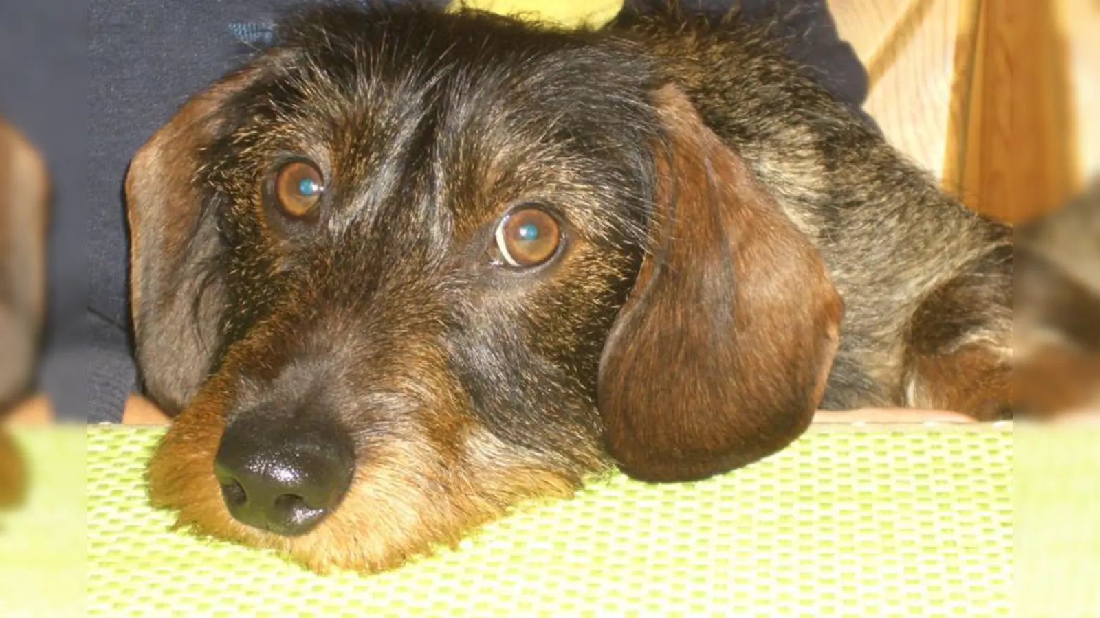 Rauhhaardackel Anton (Foto: privat)