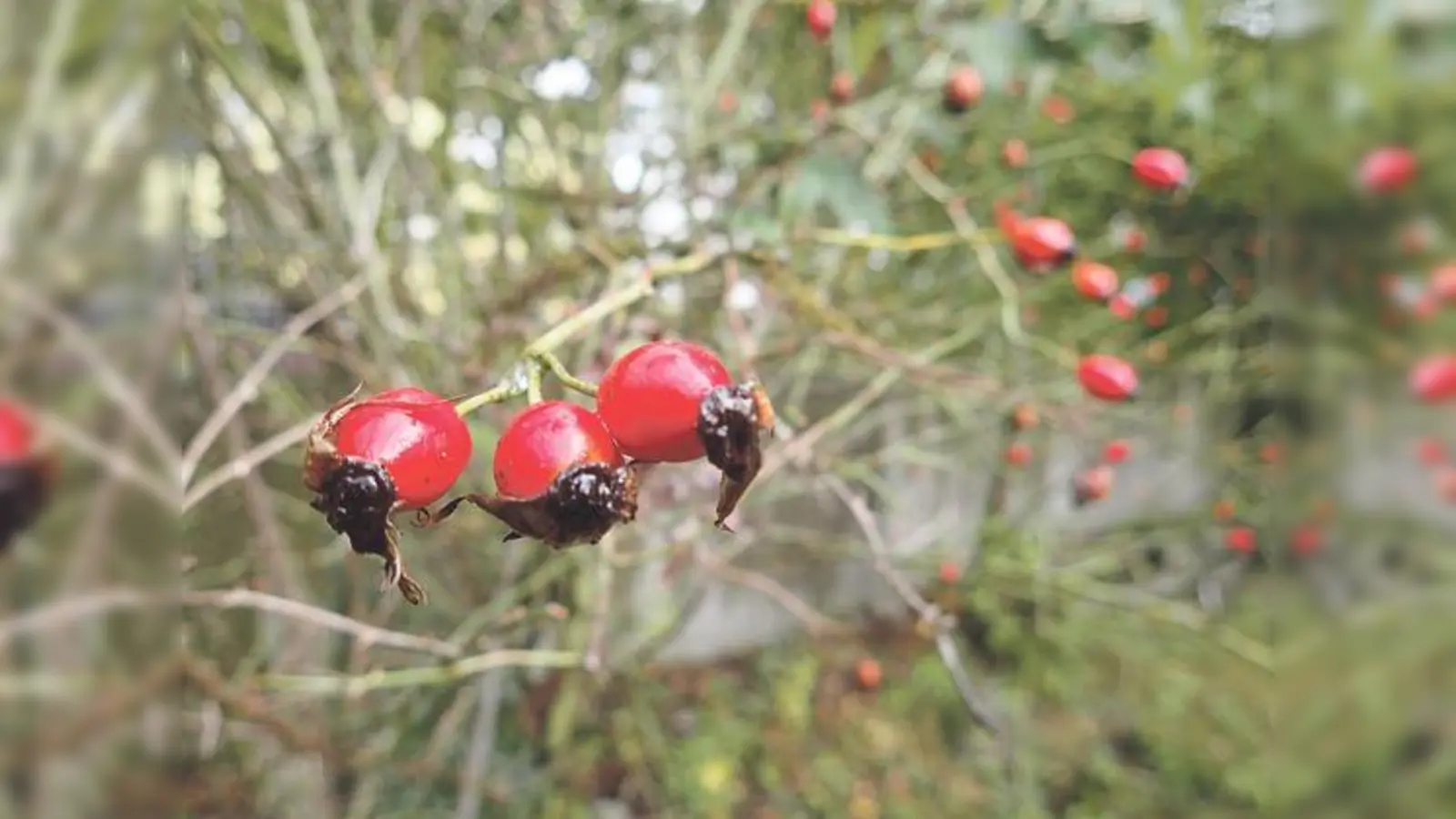 Alle Materialien aus der Natur. Naturkosmetik selber machen in der Grünwerkstatt.	 (Foto: VA)
