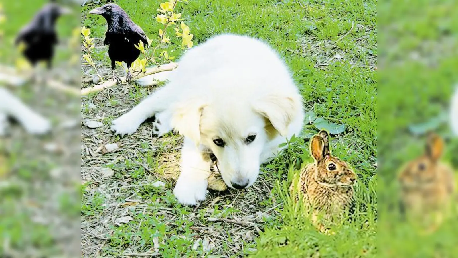 Bei »Äktschn im Park« im Riemer Park stehen Tiere im Mittelpunkt.	 (Foto: VA)