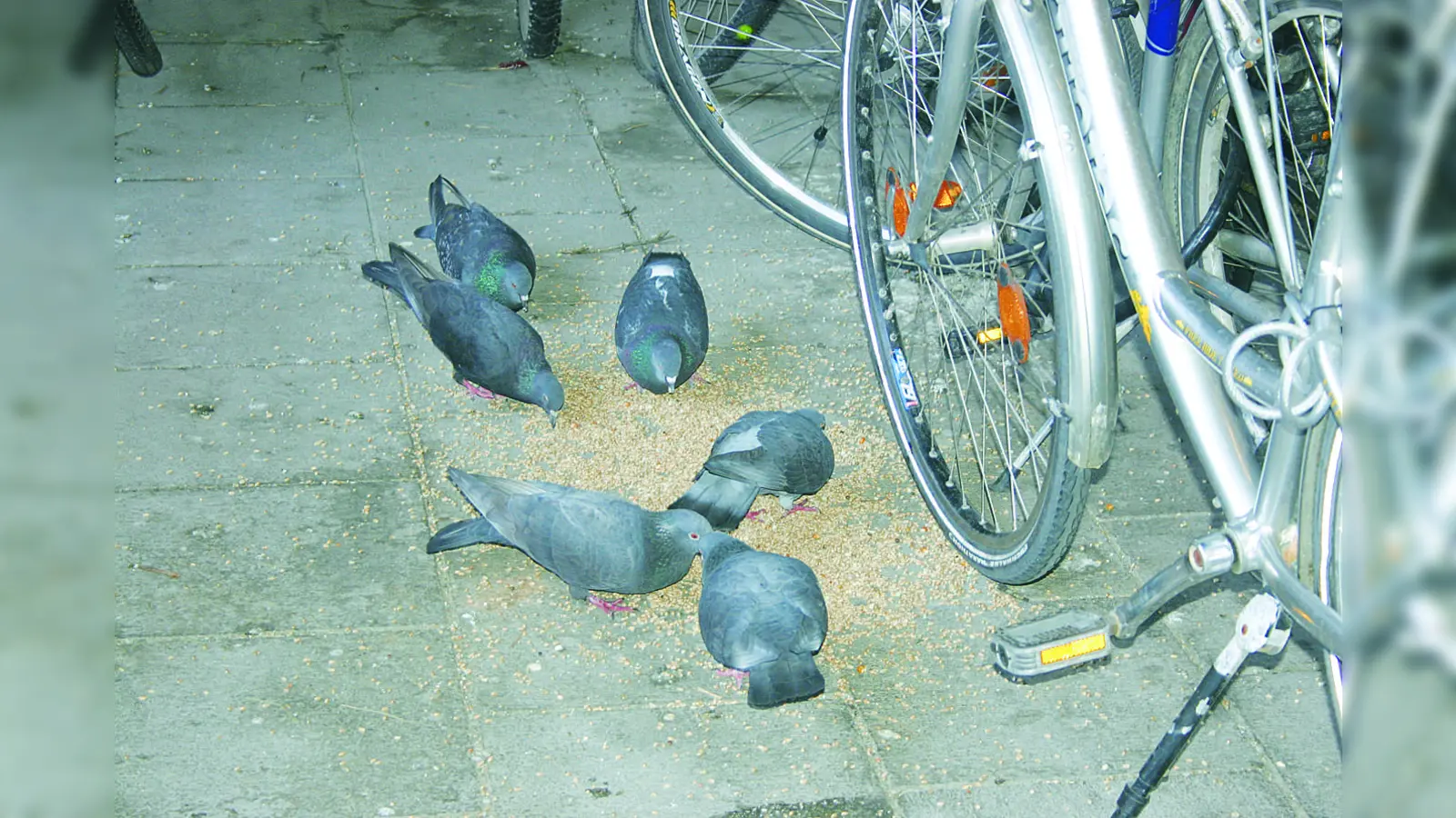 Der Bezirksausschuss 21 wünscht ein konsequentes Vorgehen gehen das Taubenfüttern und beantragt mehr Kontrollen durch das städtische Gesundheitsreferat. (Foto: bb)