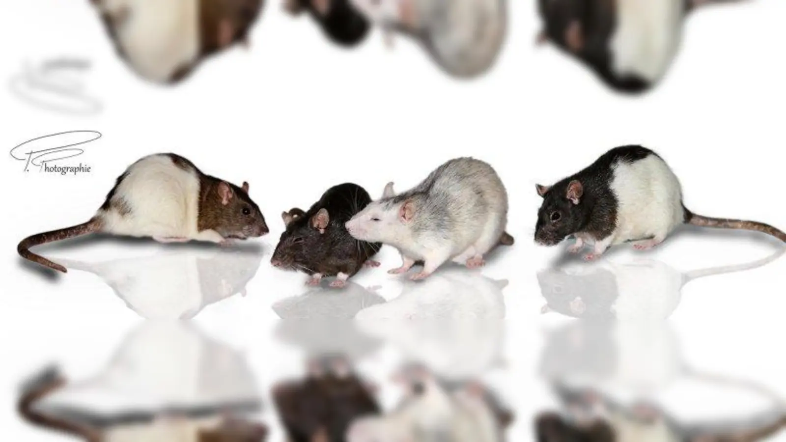 Ratten sind sehr soziale, neugierige und intelligente Tiere. (Foto: Patricia Prankl)