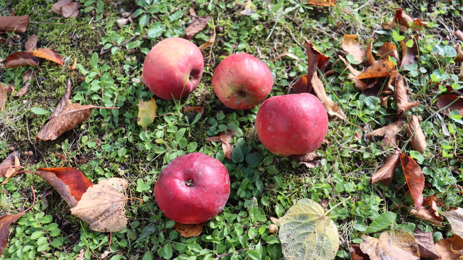 Jetzt, im Herbst, sind die Äpfel im Schlosspark endlich reif. Nicht nur Freunde alter Apfelsorten freuen sich schon das ganze Jahr darauf!  (Symbolbild: mha)