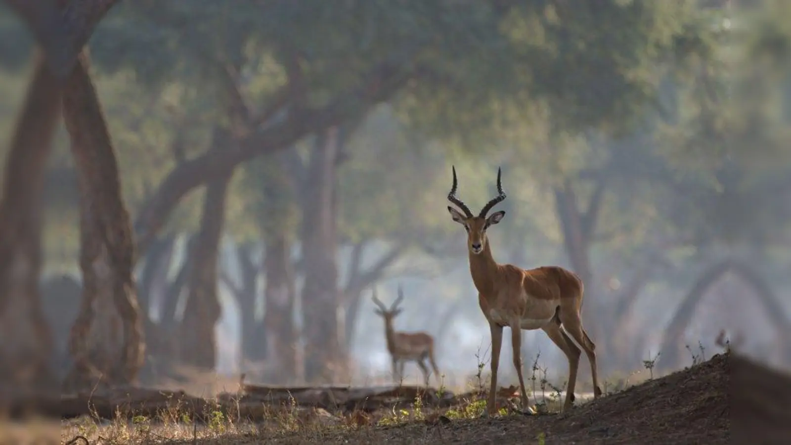 Nach Afrika und zu seinen Wildtieren führt die Ausstellung in der Galerie eigenArt. (Foto: Lambert Heil)