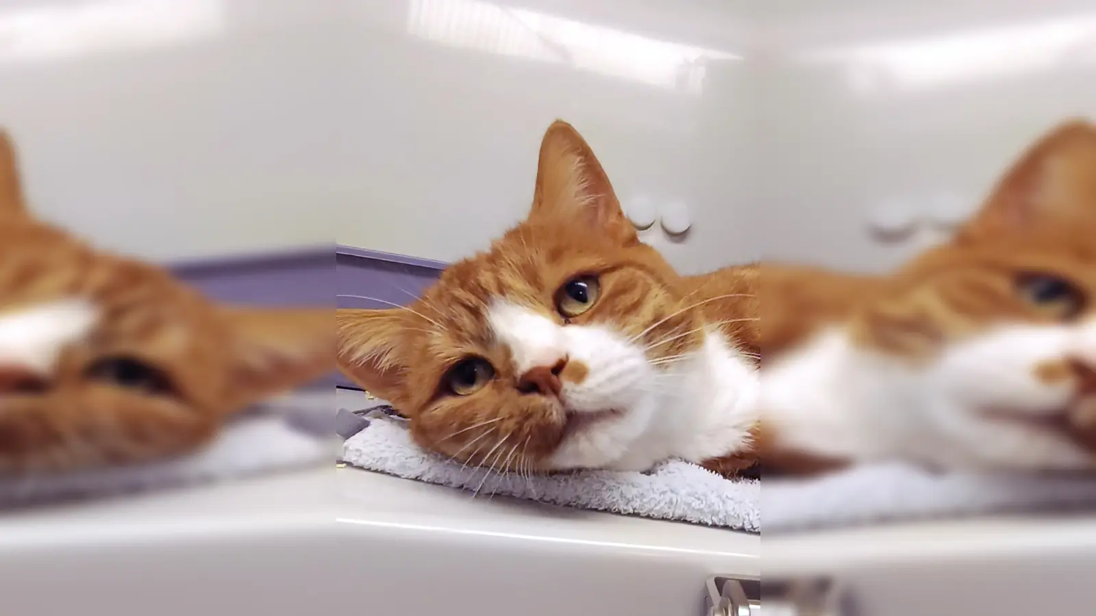 Europäisch Kurzhaar Kater Burli. (Foto: Tierheim Riem)