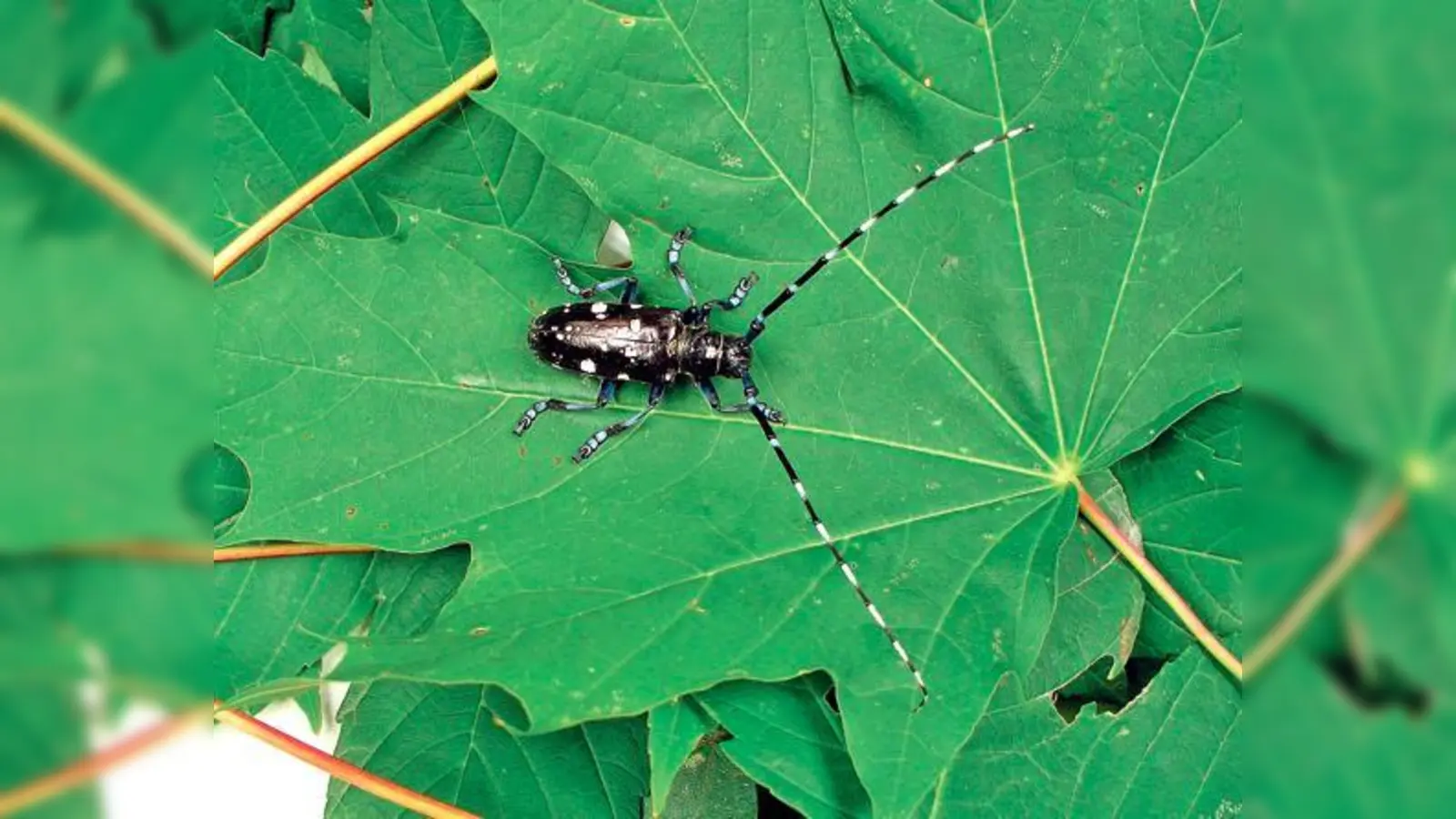 Bis zu vier Zentimeter wird der Käfer lang  gemessen ohne Fühler! Die Larven bedrohen einzelne Bäume in ihrem Bestand.	 (Foto: LfL)