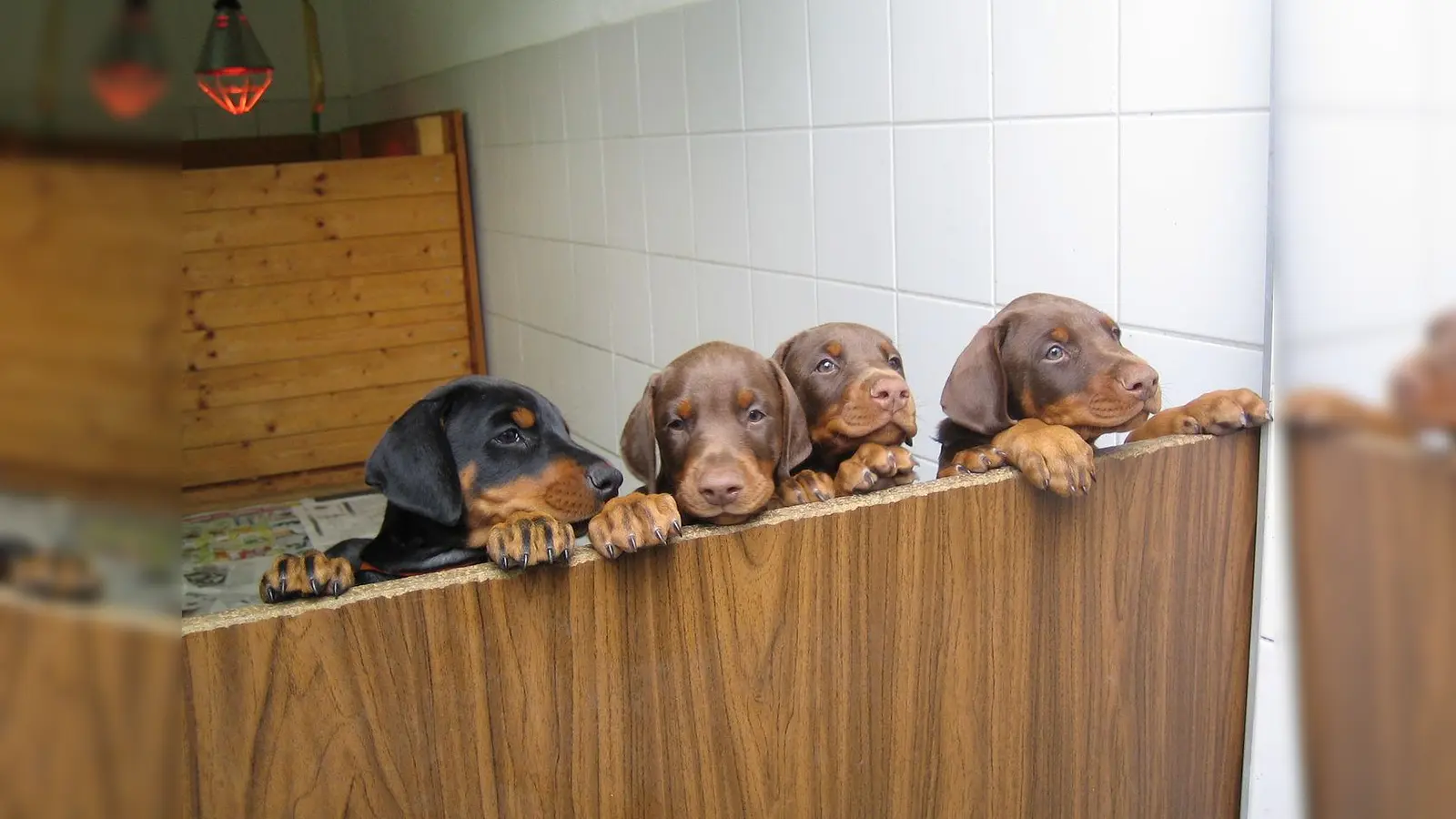 Vorsicht: Illegaler Welpenhandel ist in den letzten Tagen in München bereits einmal vorgekommen. (Symbolbild: Zeno666, CC BY-SA 3.0)