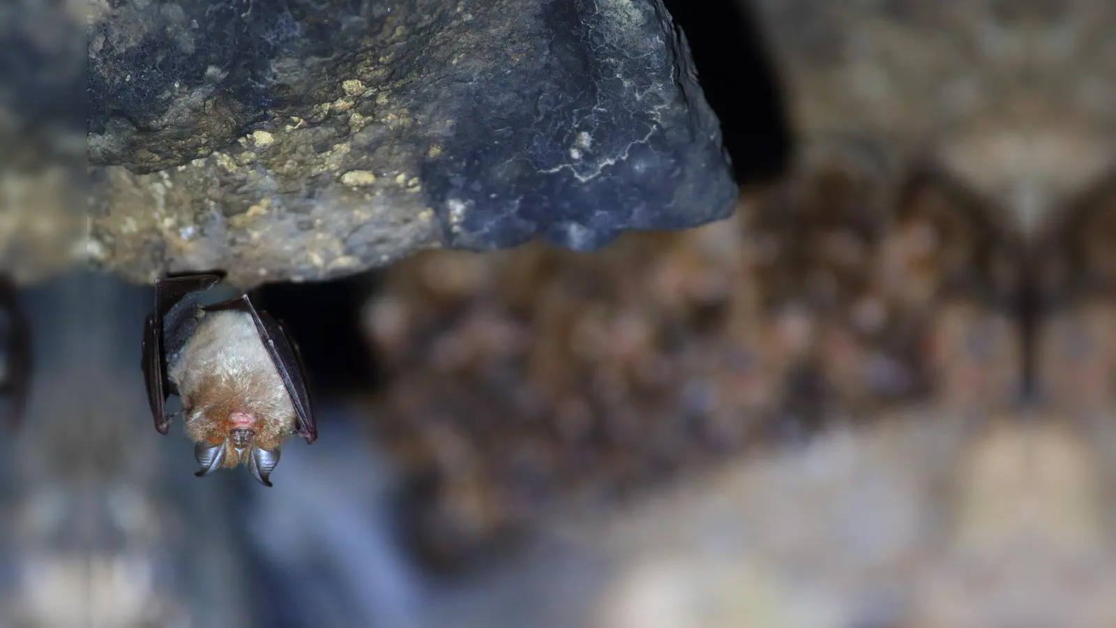 Diese Kleine Hufeisennase hängt in einer Höhle ab. Abends schwärmen die Fledermäuse aus. Bei der Batnight kann man sie beobachten. (Foto: © LBV, Stefan Masur)