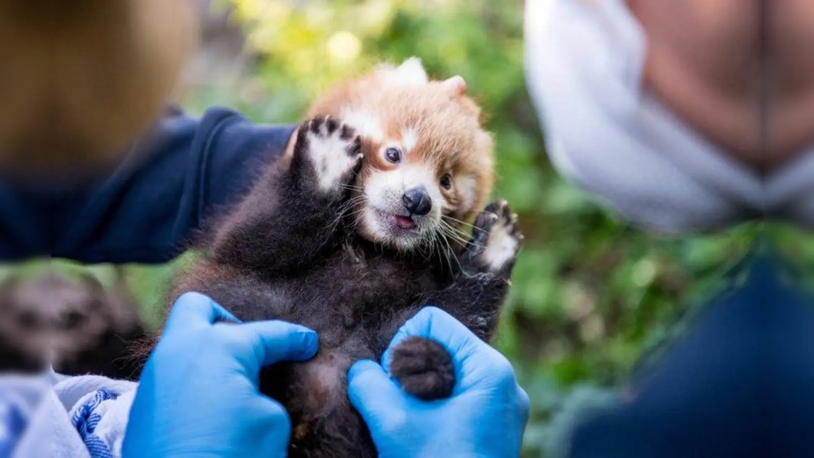 Zwei Monate nach seiner Geburt konnte festgestellt werden, dass Ulli ein Panda-Junge ist. (Foto: Marc Muller)