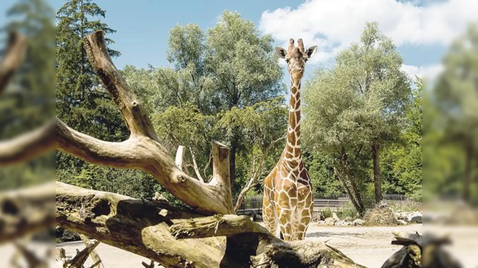 Die Giraffen-Damen Limber hat in den Niederlanden ein neues Zuhause gefunden. 	 (Foto: Tierpark Hellabrunn/Joerg Koch)