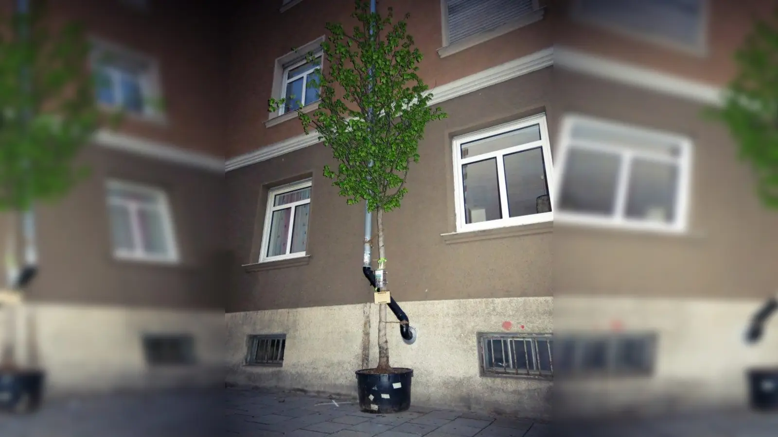 Die Wanderbaumallee war im Jahr 2014 zu Gast in Sendling: Ein Wanderbaum in der Pfeuferstraße. (Foto: Kerstin Stuiber/Green City e.V. (2014))