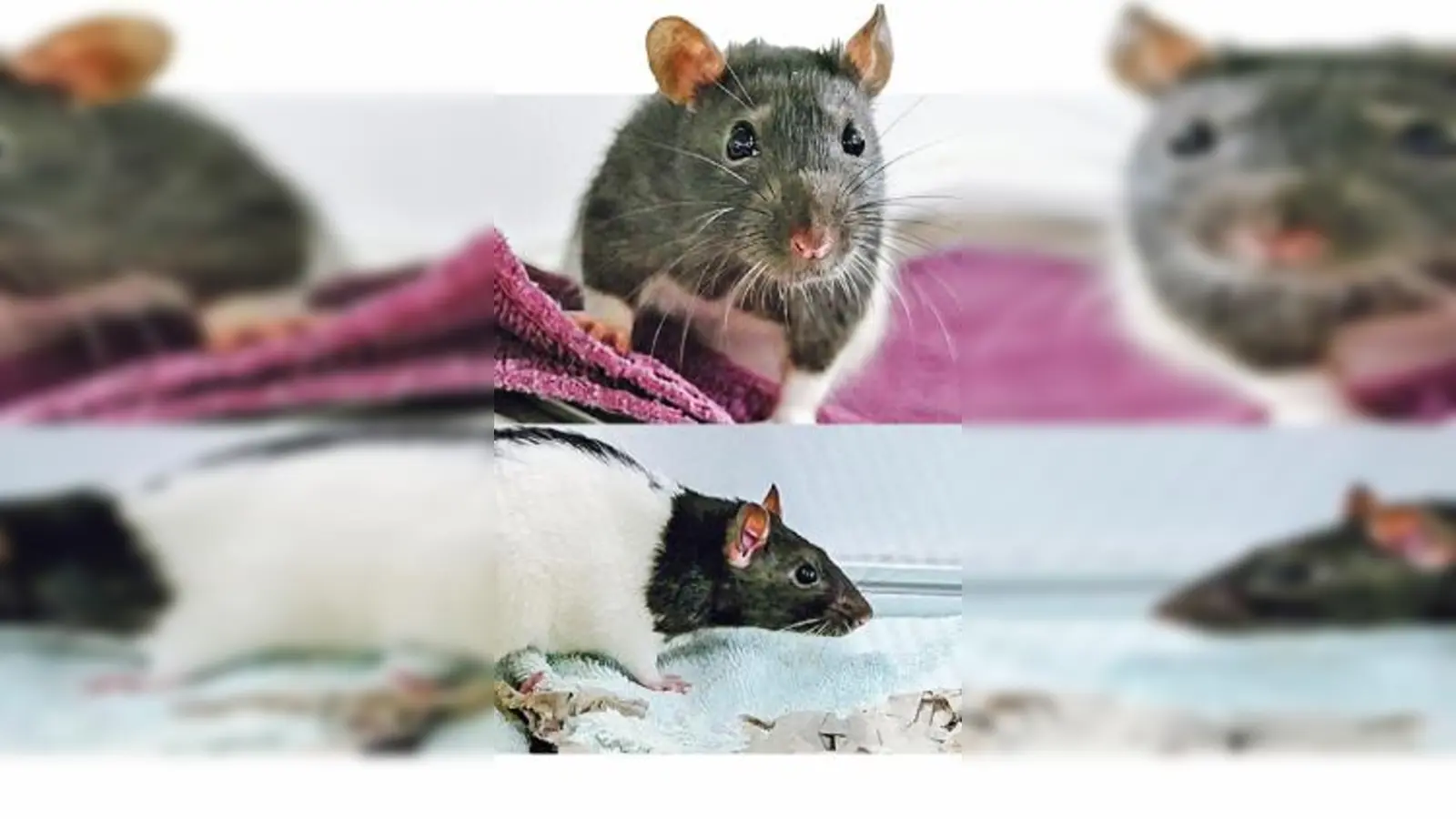 Die beiden Farbratten-Weibchen Sunny und Franzi. (Foto: Tierheim Riem)