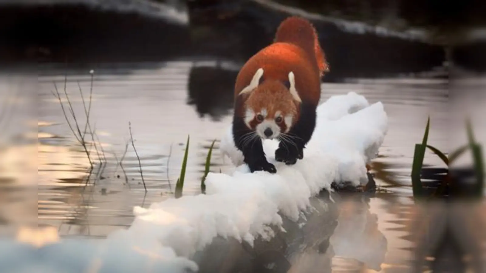 Ein kleiner Panda bei einer »Sporteinheit« im winterlichen Zoo. 	 (Foto: Hellabrunn / Bihler Photography)